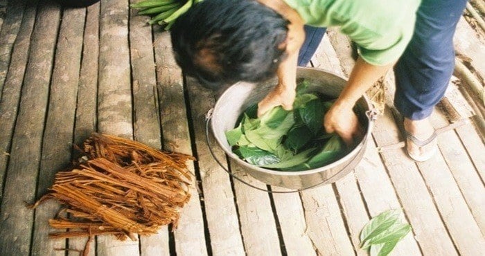 Ayahuasca photo 10