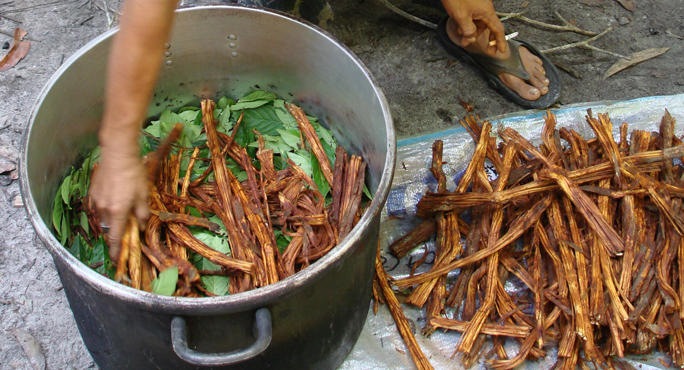 Ayahuasca photo 3