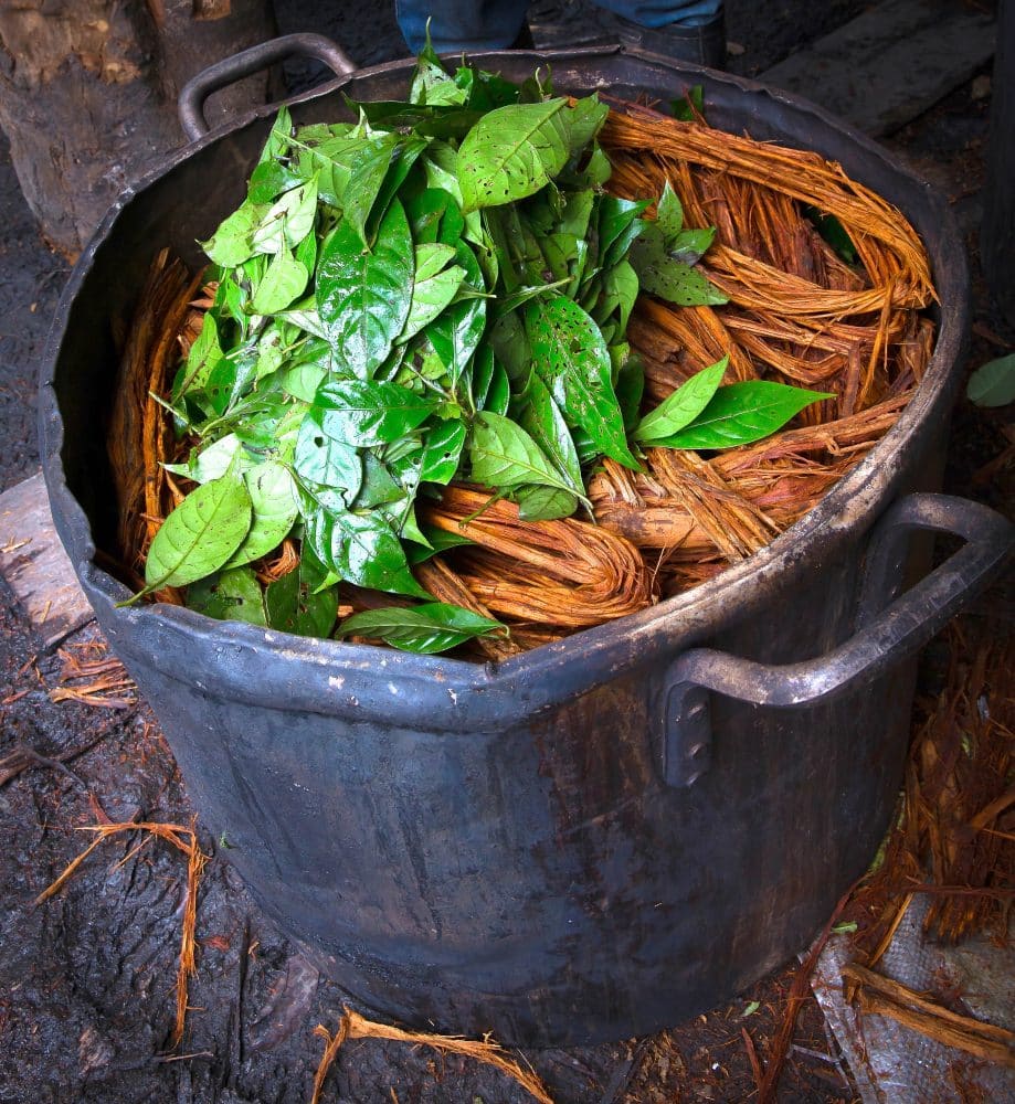 Ayahuasca photo 4
