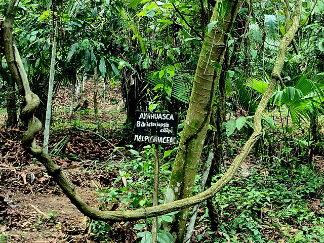 Ayahuasca Banisteriopsis caapi vine