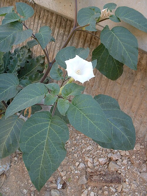 Datura